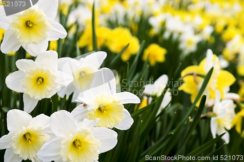 Image of Daffodils