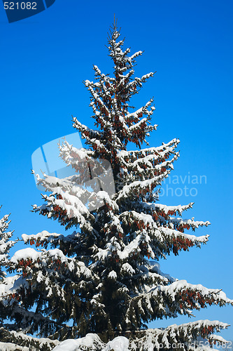 Image of Winter fir