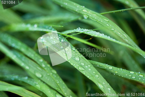 Image of Dew on the grass