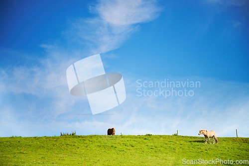 Image of Blue sky, field and horses with nature, summer and environment with ecology, sustainable and peace. Countryside, animals and journey with adventure, grass and outdoor with stallion, freedom or spring