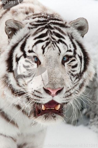 Image of White tiger portrait