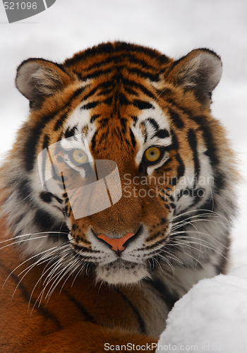 Image of Tiger portrait
