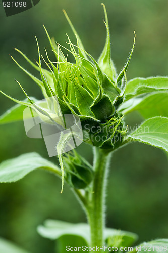 Image of Sunflower bud