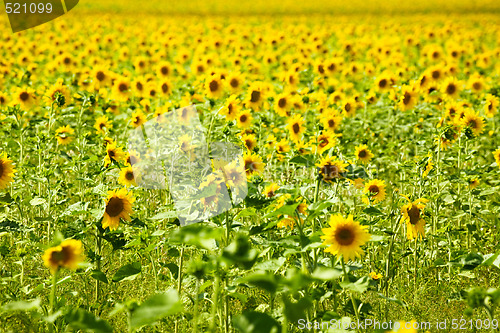 Image of Sunflower meadow