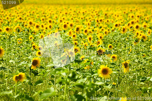 Image of Sunflower meadow