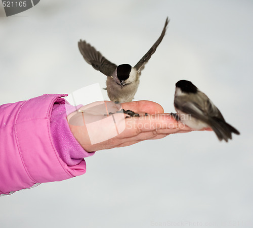 Image of Two chickadees