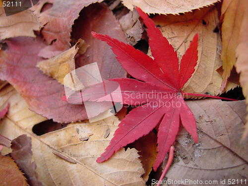 Image of autumn maple leaf