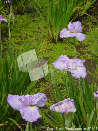 Image of irises