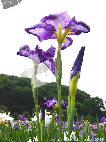 Image of three irises