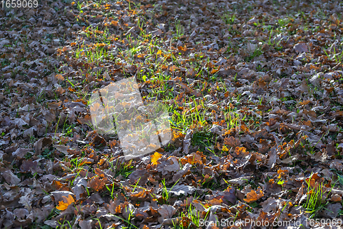 Image of sunny autumn leaves