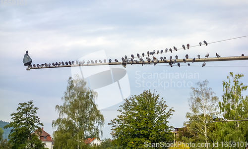 Image of pigeons on a pole