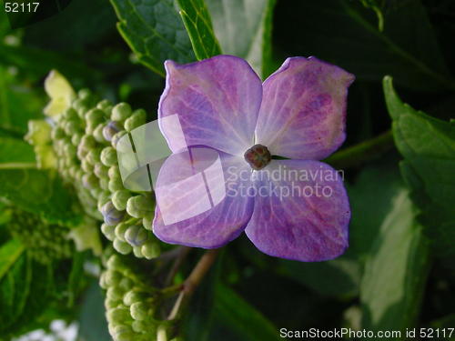 Image of hydrangea