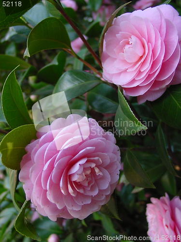 Image of pink camellias