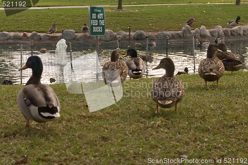 Image of Do not feed the ducks