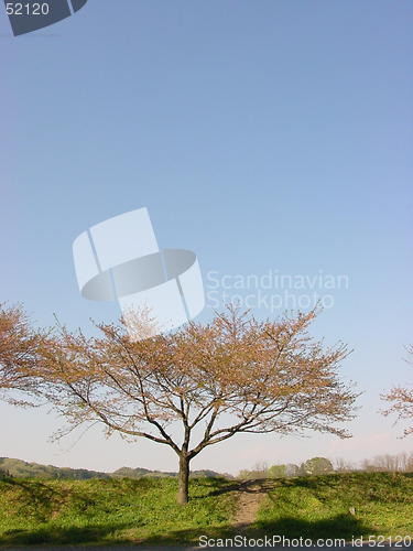 Image of cherry tree