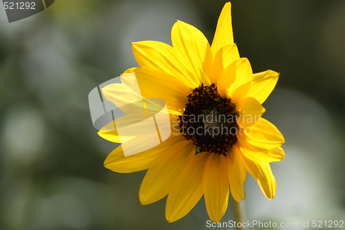 Image of 17_Lonely Sunflower