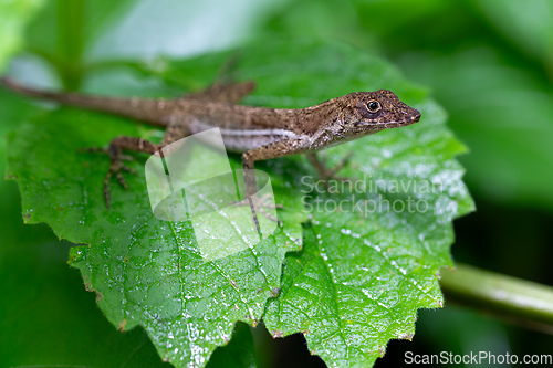 Image of Anolis polylepis, small lizard in Quepos, Costa Rica wildlife