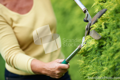 Image of Closeup, hands and landscaping with shears in garden, outdoors or backyard for greenery, plant or nature. Mature, female person and trim of hedge for peace, calm or relaxing activity in retirement