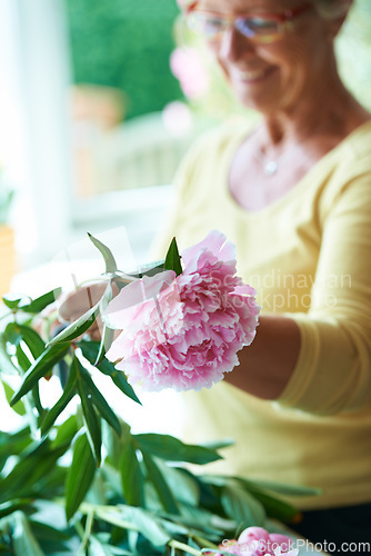 Image of Elderly, woman and plant for flower in home, outside or backyard for gardening, alone or peace. Senior person, grandmother and glasses with care in wellness, nature or retirement for pruning of peony