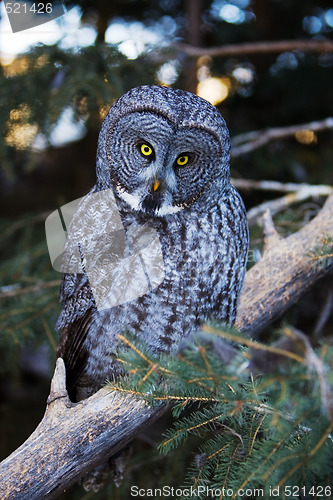 Image of Great grey owl