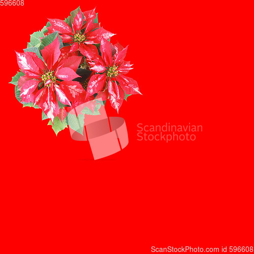 Image of Poinsettia Christmas Star red