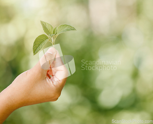 Image of Healthy plant leaf bokeh with green background, vibrant leaves in summer and to care for a botanical garden. Natural gardening, sustainable environmental care and organic gardening in spring is key