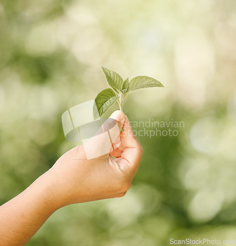 Image of Hand of child with natural, healthy green plant and shown against a bokeh blurred background. Out in nature sunlight lights the leaf, from organic and ecofriendly sustainability conservation gardens