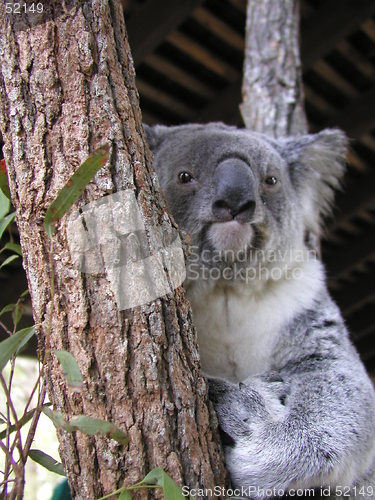 Image of Koala