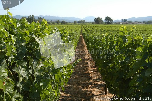 Image of Vineyard