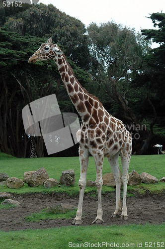 Image of Giraffe in profile