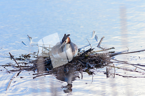 Image of great crested grebe on nest