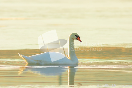 Image of mute swan in beautiful orange light