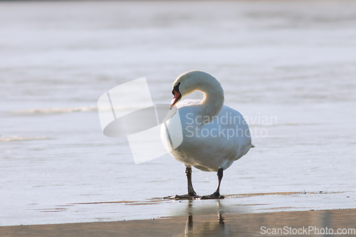 Image of mute swan stading on icy pond