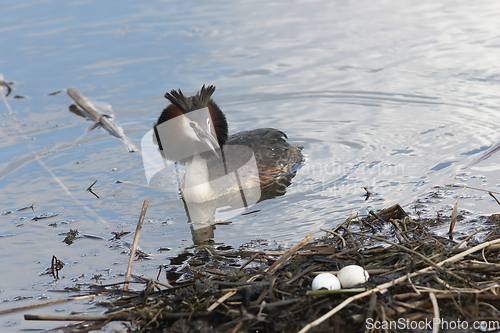 Image of Podiceps cristatus near the nest