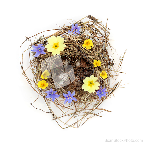 Image of Empty Blue Tit Bird Nest with Spring Flowers