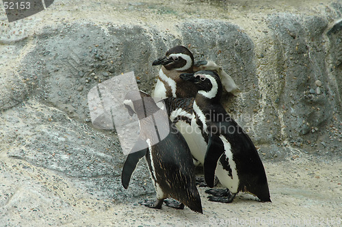 Image of Magellanic penguins