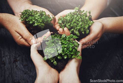 Image of Plants and soil in the hands of a group of people for green business, growth and sustainability from above. Budding and growing from the earth or dirt, a symbol of recycling, care and conservation