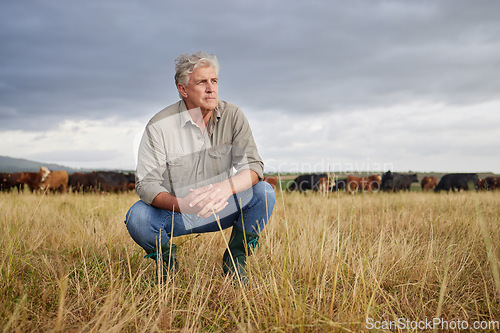 Image of Thinking, serious and professional farmer on a field with herd of cows and calves in a open nature grass field outside on cattle farm. Agriculture man, worker or business owner looking at countryside