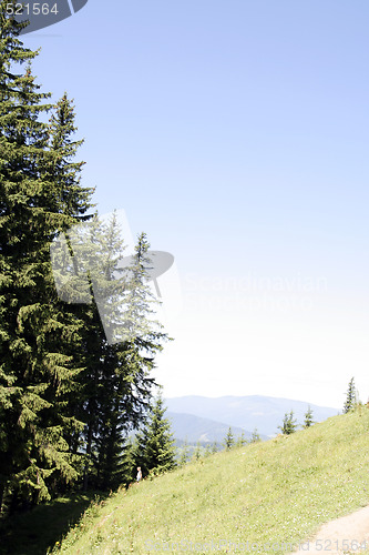 Image of Forest landscape