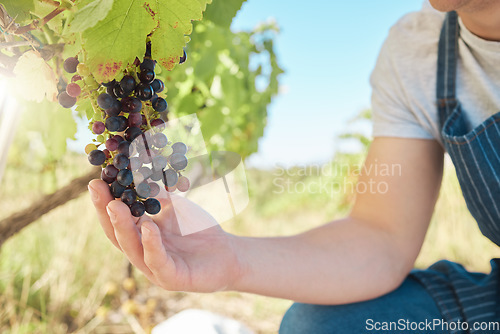 Image of Growth, black grapes and vineyard farmer hands picking or harvesting organic bunch outdoors for quality choice, agriculture industry or market. A worker checking vine fruit from tree plant to harvest