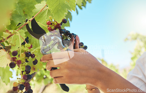 Image of Sustainability, nature and nutrition by a farmer harvesting a fresh bunch of grapes on a sustainable farm. Lady pruning organic, juicy fruit ready, growing on a green vine on orchard in countryside