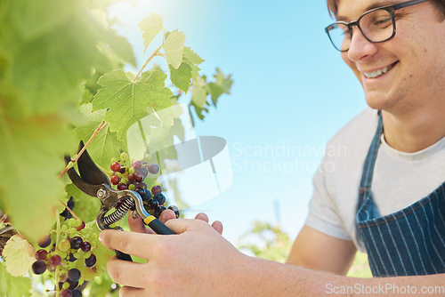 Image of Happy and proud vineyard farmer harvesting grapes from a vine tree in the summer harvest. Successful winemaker working on agriculture land or industry outdoors in the countryside valley