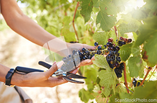 Image of Hand, farmer and harvest worker of hands working with grapes for wine at a vineyard farm in summer. Nature, health and fruit in agriculture growth of healthy plant food for a winery