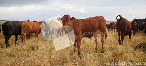 Image of Herd of cows grazing, roaming and breeding on cattle farm, field and rural meadow in the countryside. Dairy animals, bovine and brown livestock in nature, pasture and ranch for beef industry