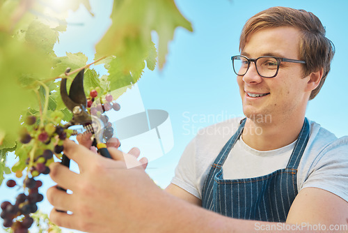 Image of Farmer picking fresh red grapes off plant in vineyard. Young man standing alone and cutting crops and produce to examine them on wine farm in summer. Checking fruit for harvest with a smile in nature