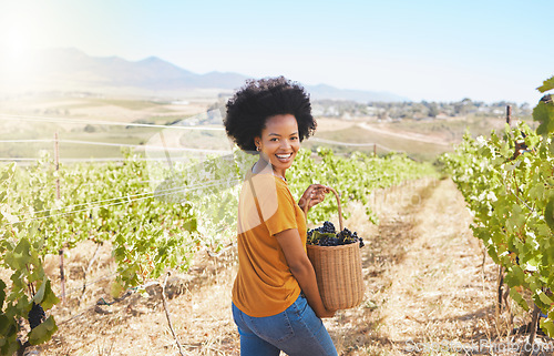 Image of Farmer harvesting grapes in vineyard, sweet fruit orchard and sustainable farm estate in countryside for wine production. Portrait of happy black woman with basket of ripe and organic agriculture