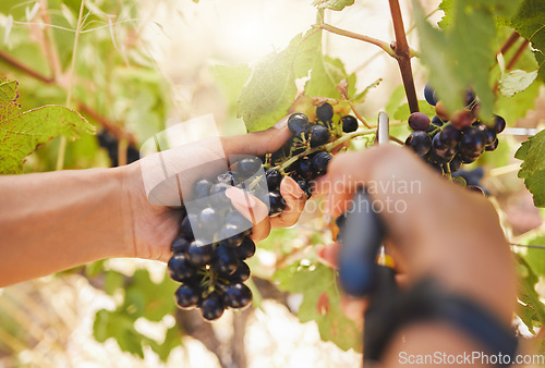 Image of Farmer hands, grapes, harvest scissors cutting, pruning and harvesting agriculture vineyard fruit. Closeup of farming worker on countryside farm, nature field and food industry sustainability plant