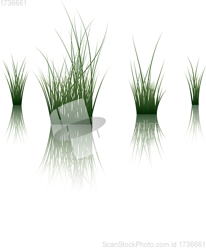 Image of grass on water