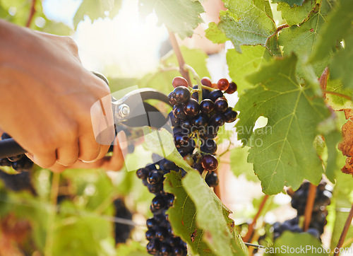 Image of Harvest, black grapes and vineyard farmer hands cutting or harvesting organic bunch of juicy fruit in sustainable agriculture industry or market. Worker plucking vine fruit from tree plant in summer