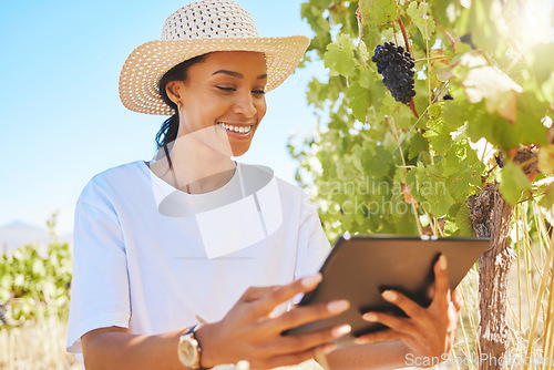 Image of Vineyard, black grapes and farmer working on tablet, checking plant growth development in harvesting season. Happy female worker in farming or agriculture industry using a digital app or software